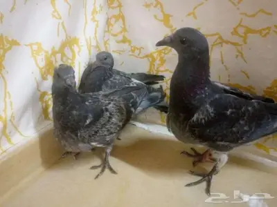 زاجل سباق طبة جان اردن جاهزة مجرب اخوانها ابطال index