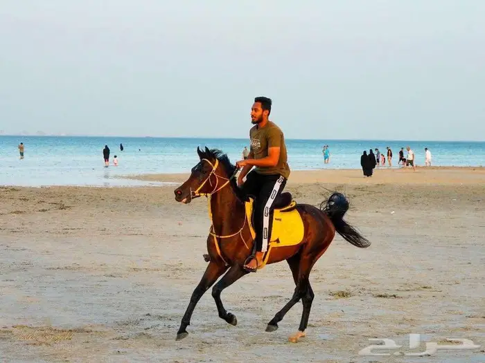 خيل 0