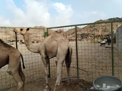 قعدان index