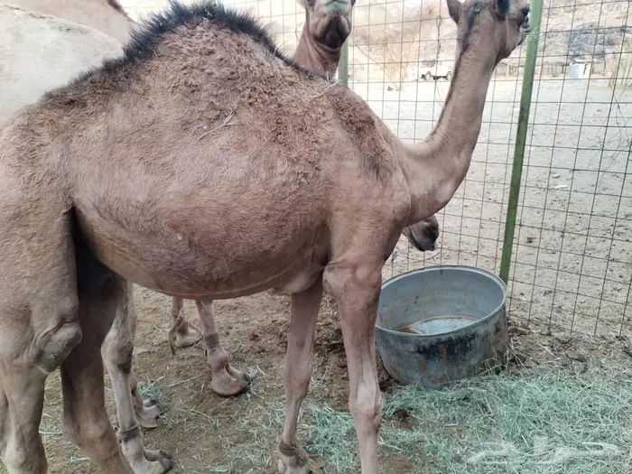 قعدان 0