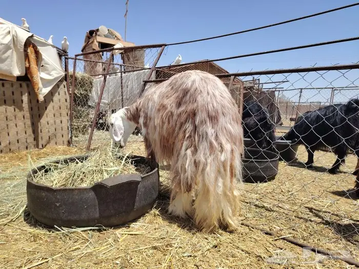 نعجه نجديه شقراء 0