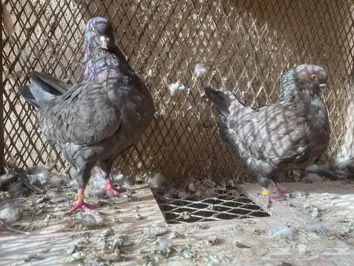 اربع اجواز كنوق للبيع 8