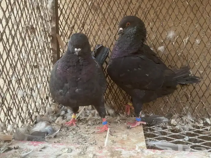 اربع اجواز كنوق للبيع 5