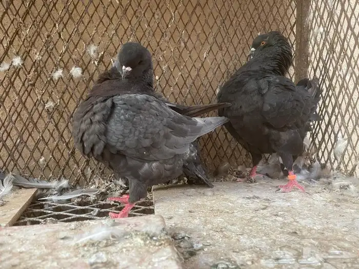 اربع اجواز كنوق للبيع 4