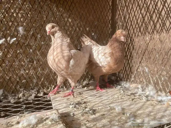 اربع اجواز كنوق للبيع 0