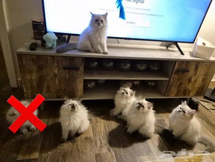 قطط كيتن للبيع مكة 1