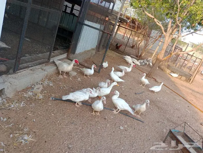بط مسكوفي منتج 2