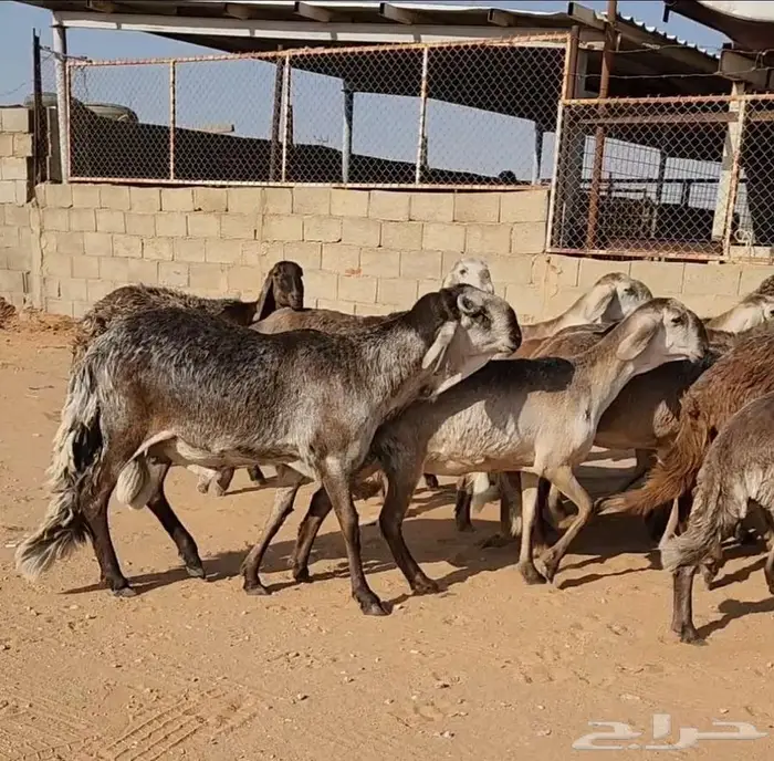 غنم سواكني 1