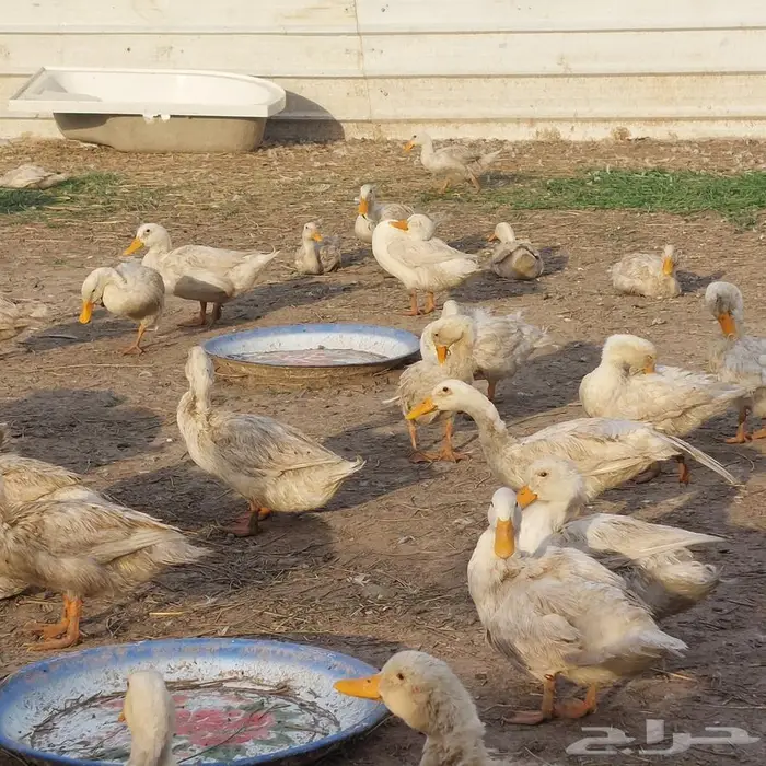 بط بكيني ابيض 6