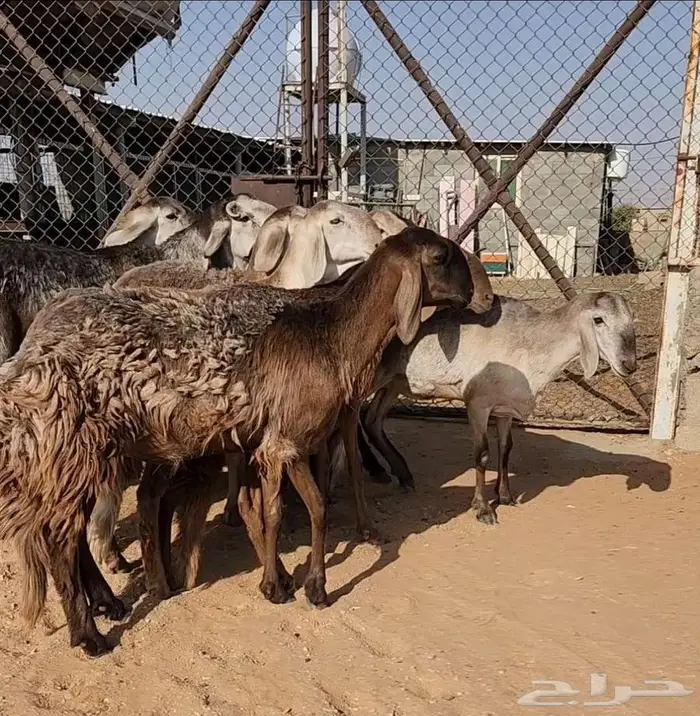 غنم سواكني 3
