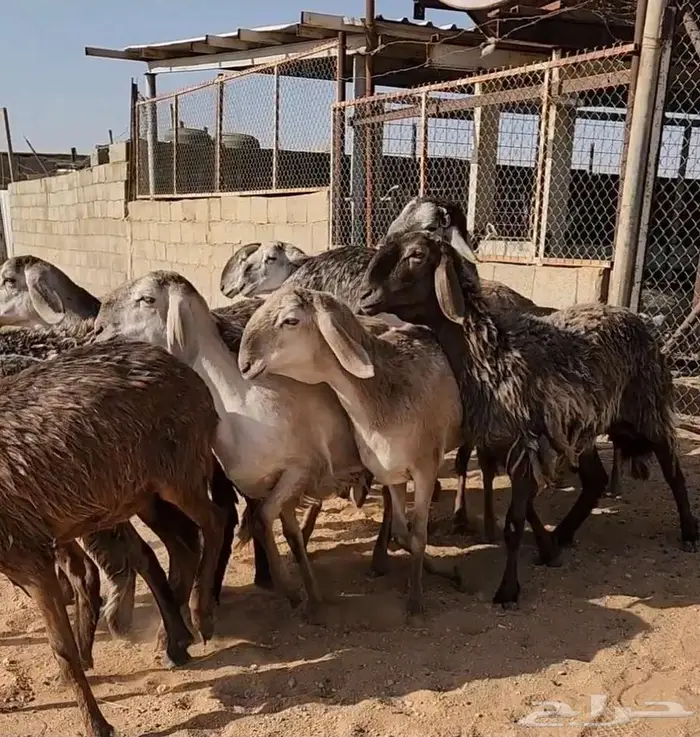 غنم سواكني 2