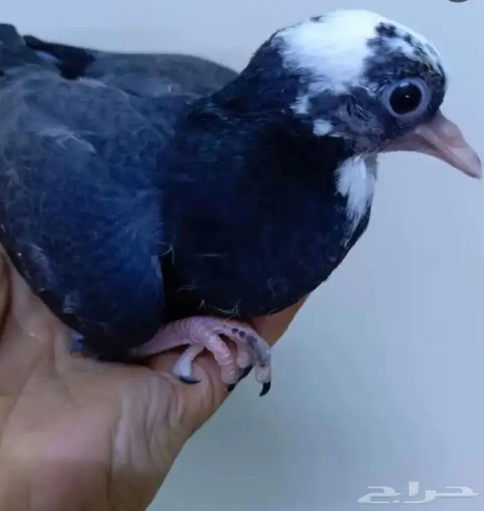 جوز صنعاوي حجم صغير 2