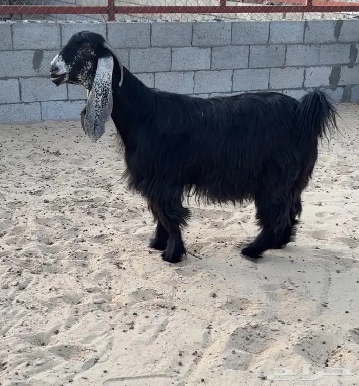 عنز كفو معرفه 1