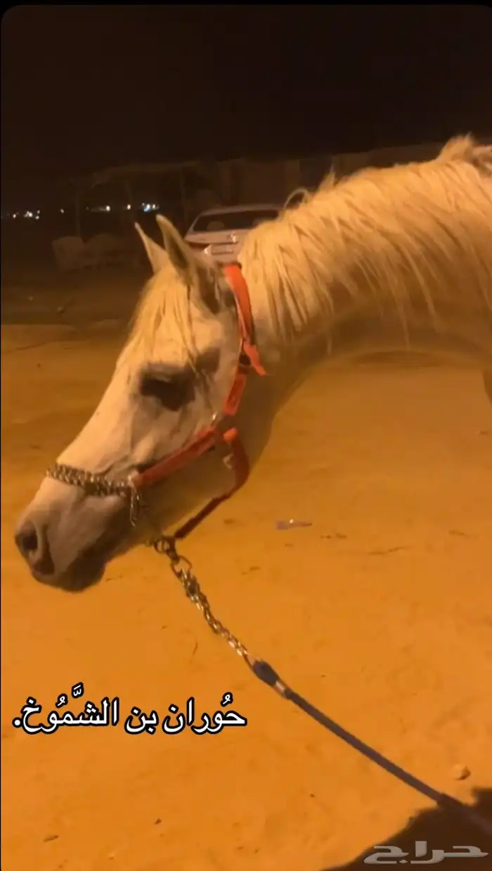 حصان صقلاوي شعبي 0
