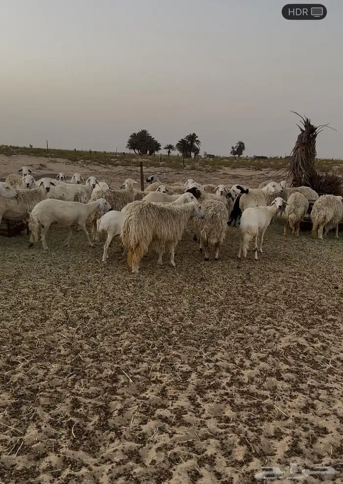 غنم حريات 0