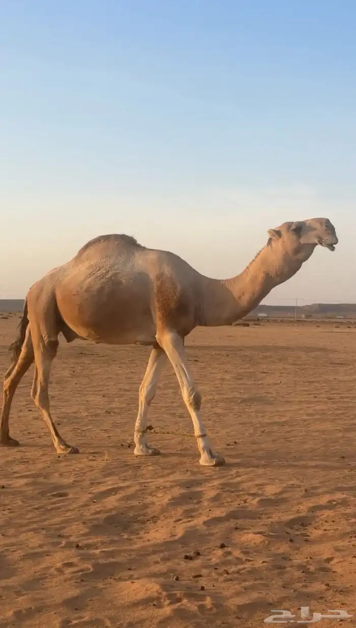 للبيع فحل اشقح طيب 1