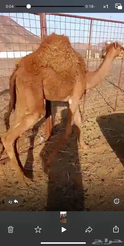 بكرة حمرا على الحليب 0
