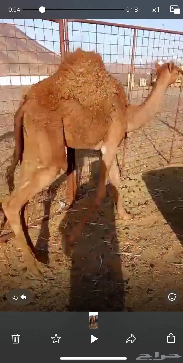بكرة حمرا على الحليب 0