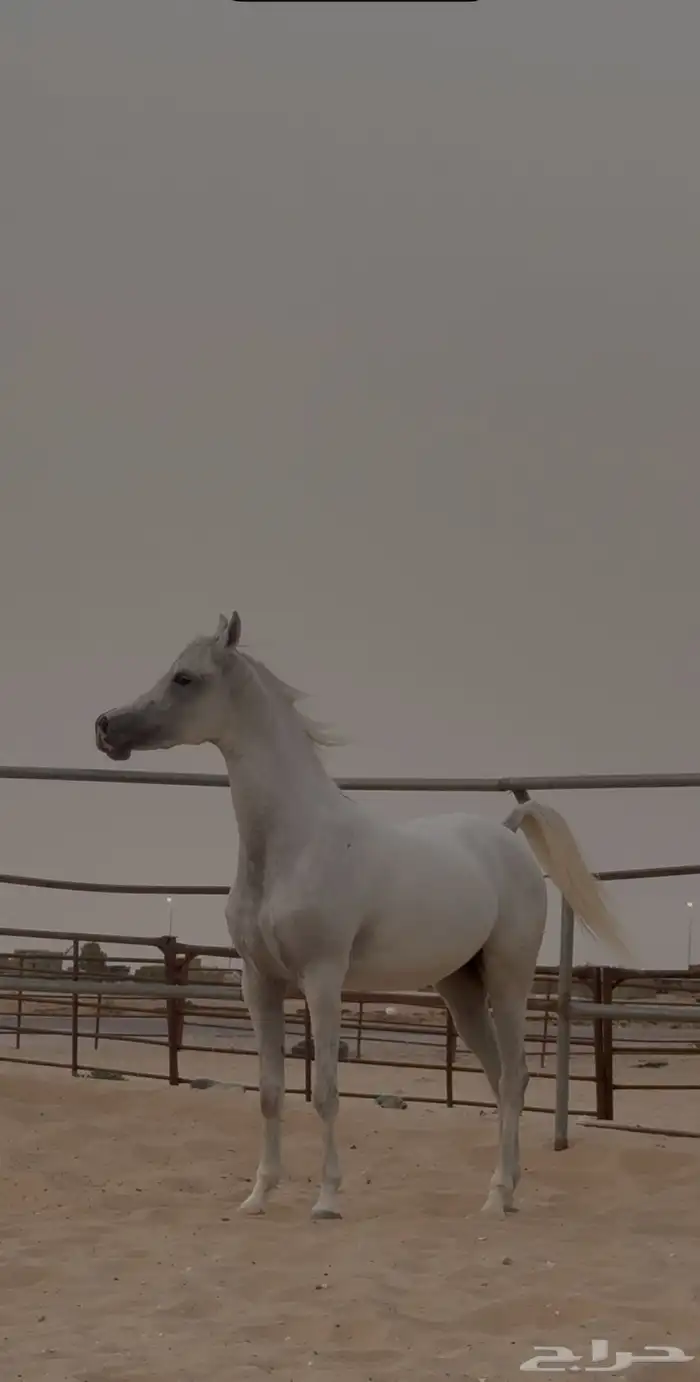 مطلوب سايس خيل 0