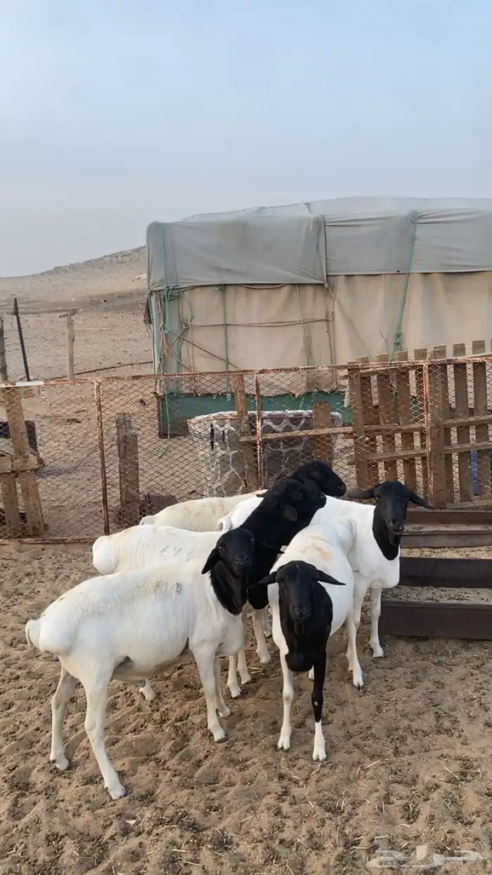 طليان برابرب 2
