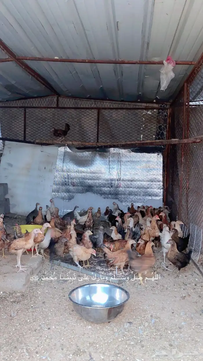 فروخ دجاج للبيع محصنة اللي يبي الزين 1