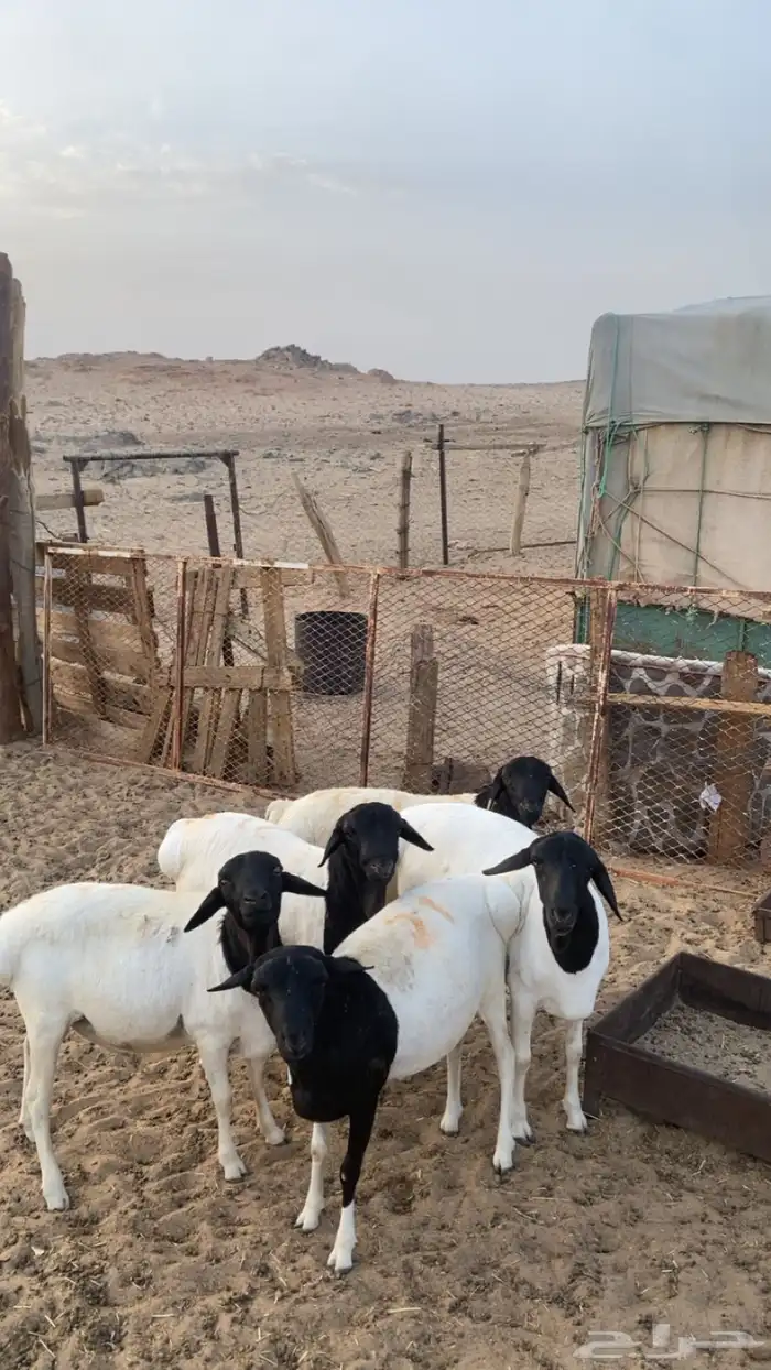 طليان برابرب 1