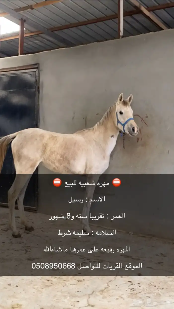 مهره شعبيه للبيع التواصل 0