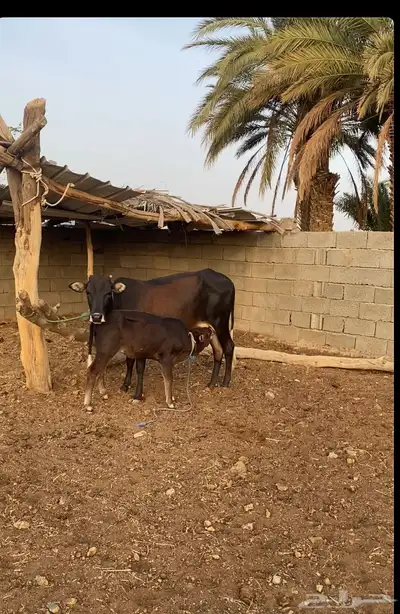 بقرة بكر عليها حسيلة ومضربه قبل سبوعين 0