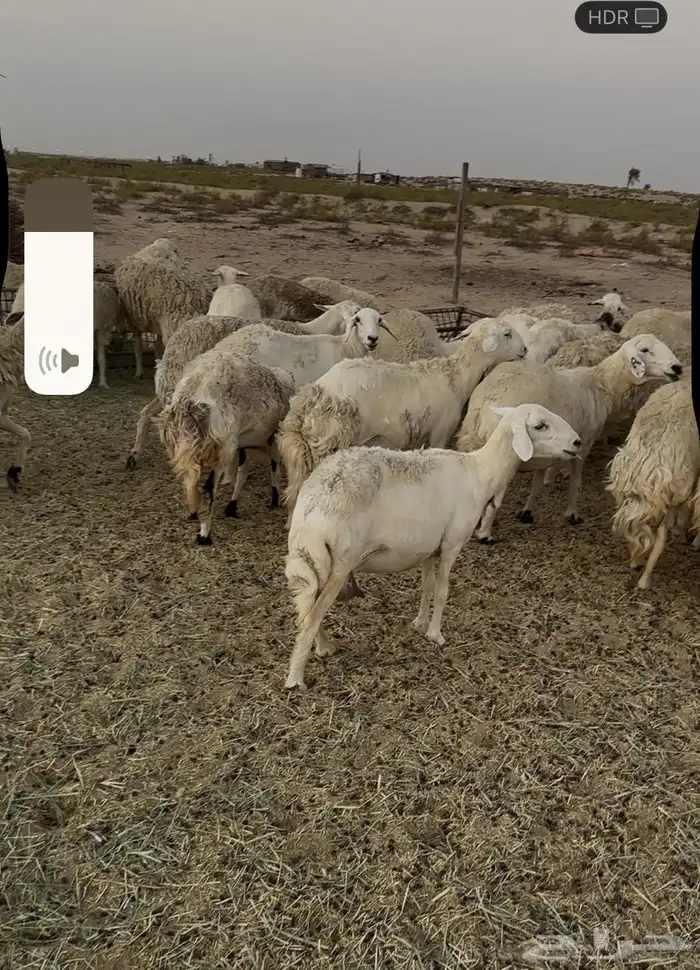 غنم حريات 1