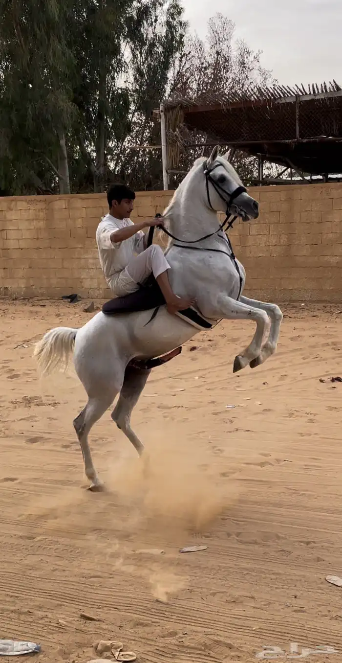 حصان شيخ للبيع 3