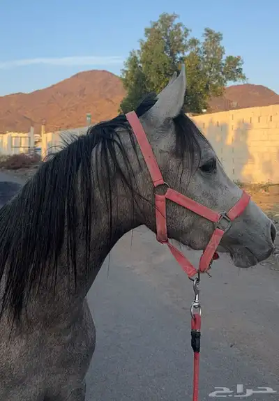 خيل index