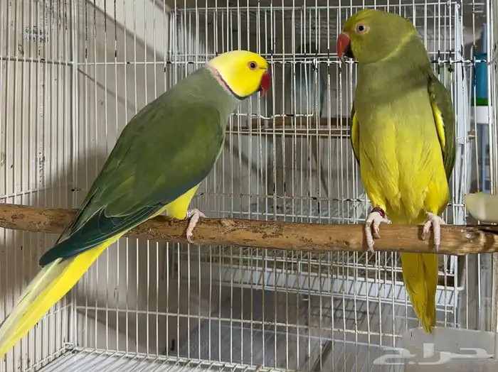 للبيع دره قرين كلير تيل يلو هيد اليف 5