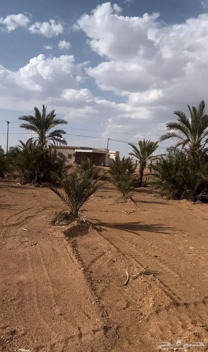 للبيع ارض بارينبه بصك زراعي محدث مساحة 4102 1