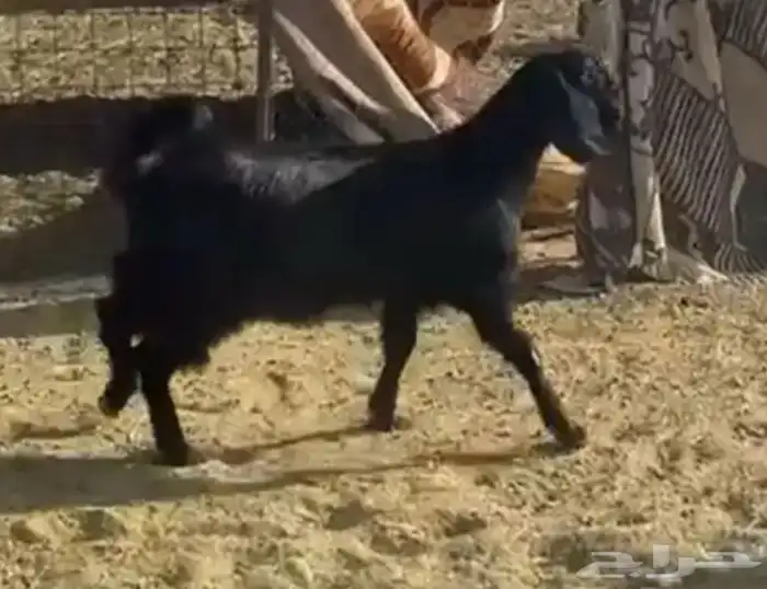 أغنام 0