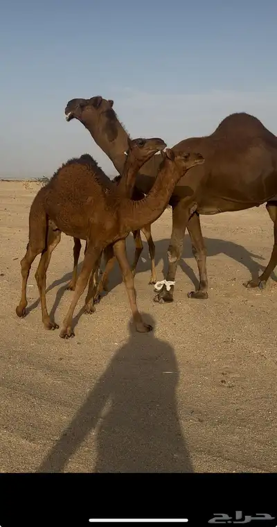 بعير ساحلي حمر ادهم رباع index