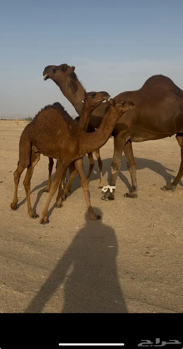 بعير ساحلي حمر ادهم رباع 7