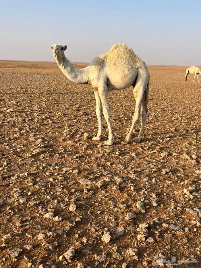 قعود على حليب فل شحم 1