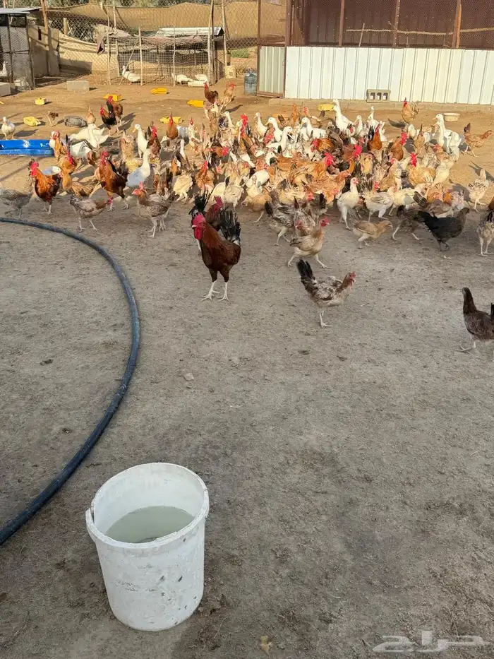 دجاج وبط للبيع 5