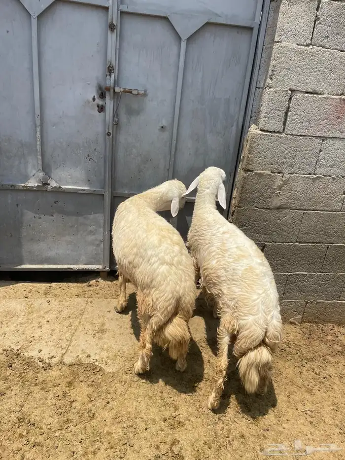 خرفان حريه 1