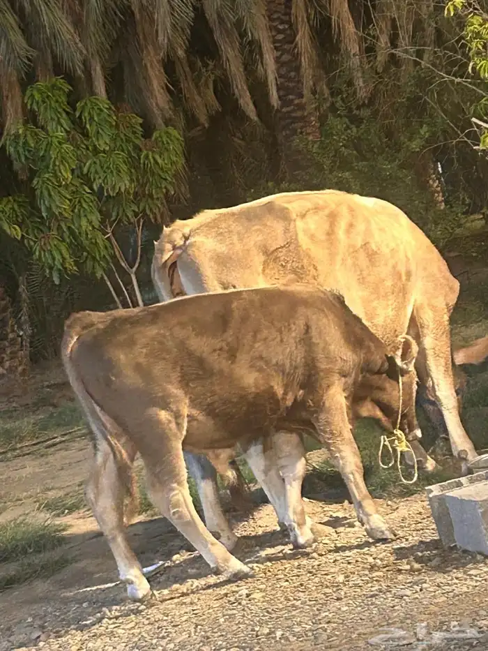 بقره 3