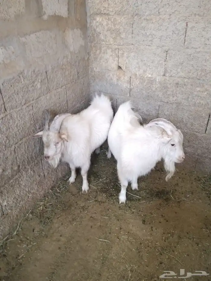 تيوس ماعز قزمي 1