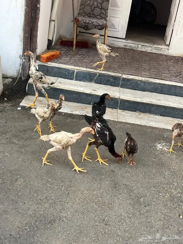 فروخ سندي صافي 4