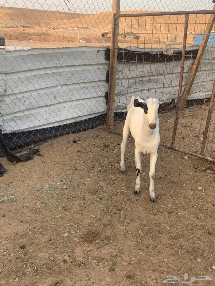 ذبايح تيوس بلدي زبده 3