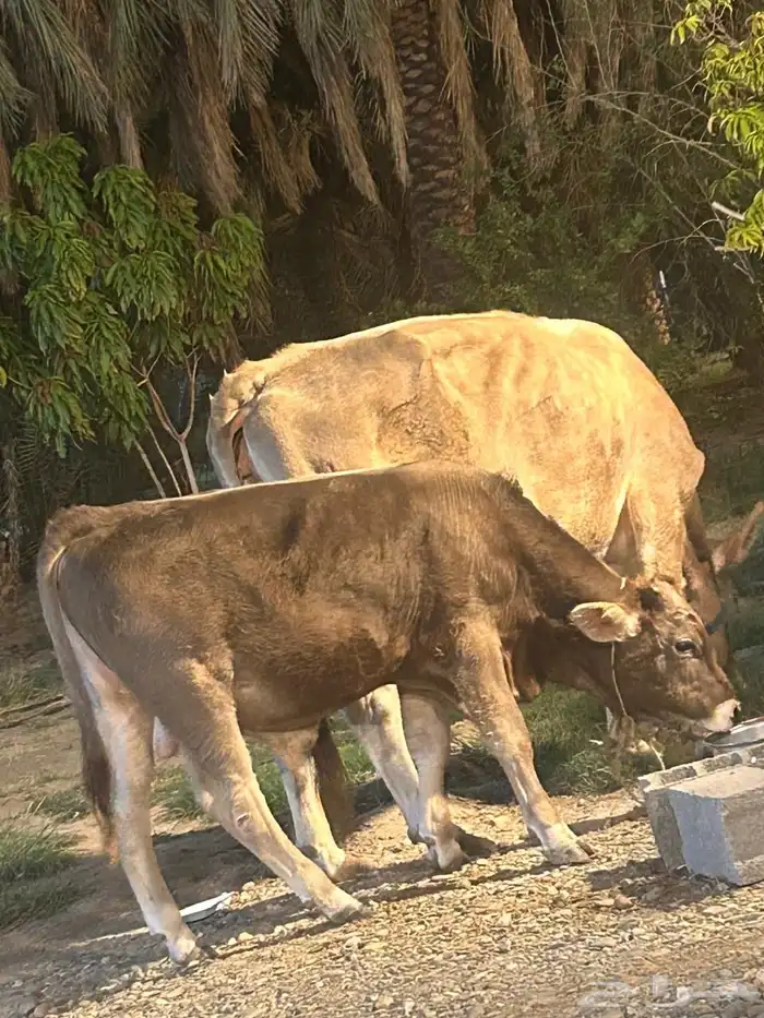 بقره 2