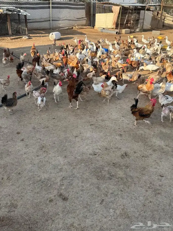 دجاج وبط للبيع 1