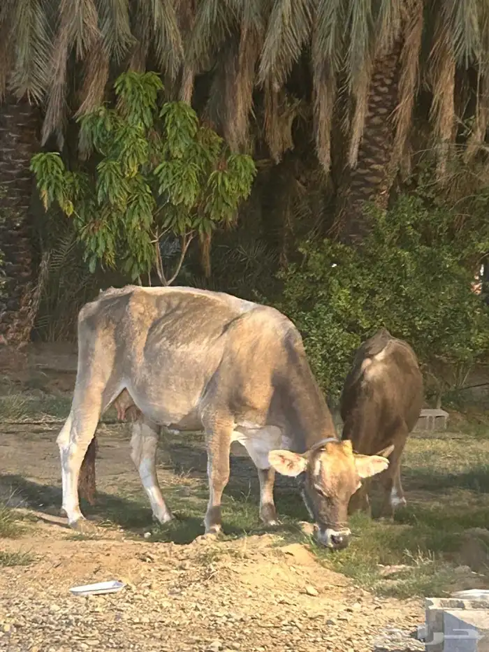 بقره 0