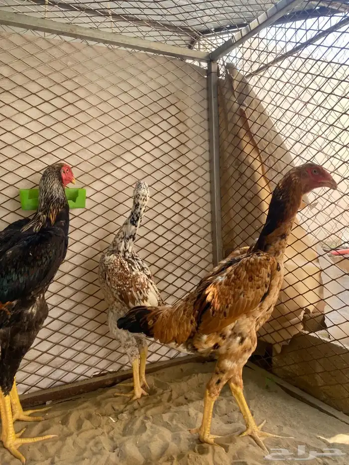 دجاج (تم البيع) 0