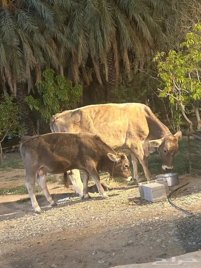 بقره 4