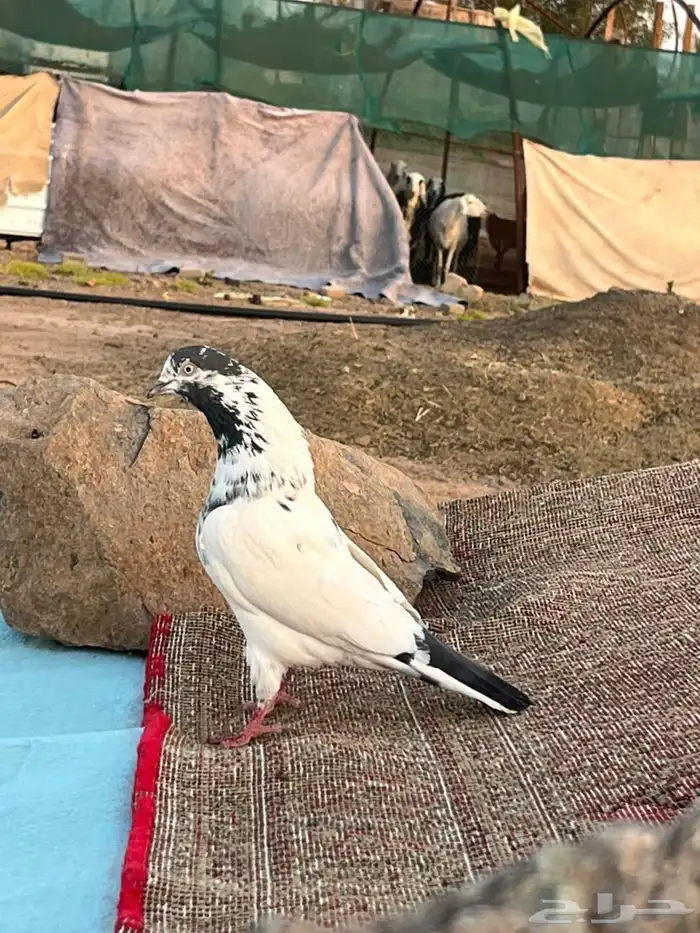 أنثى باكستانية النوع تيدي على السوم شرط طيران 0
