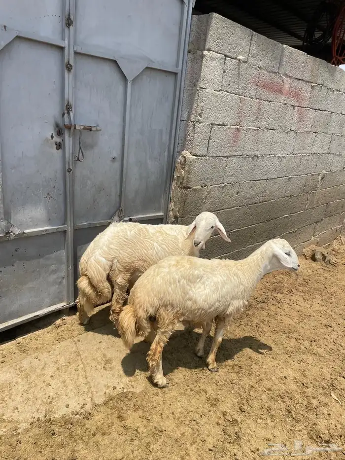 خرفان حريه 0